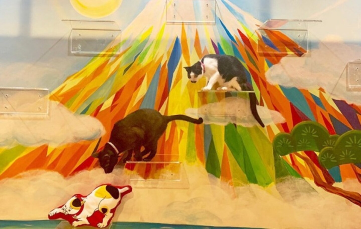 Osaka Café Has Proof That Cats & Baths Do Mix