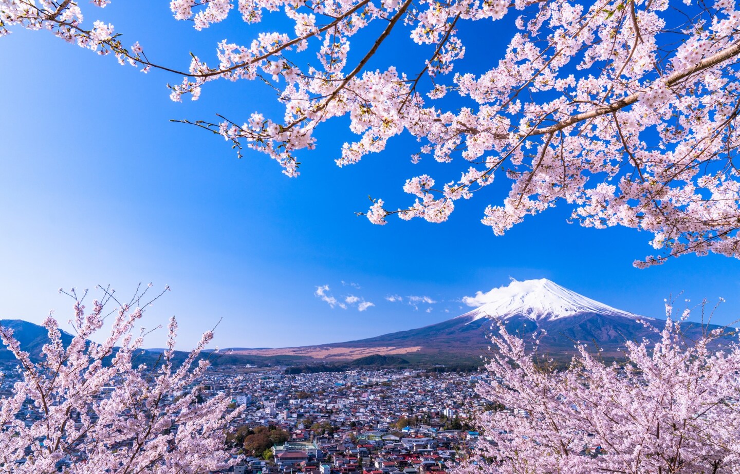 First Cherry Blossom Forecast of 2020