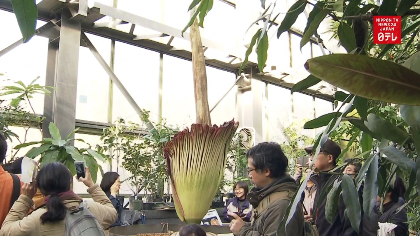 The World’s Stinkiest Flowers Bloom in Ibaraki