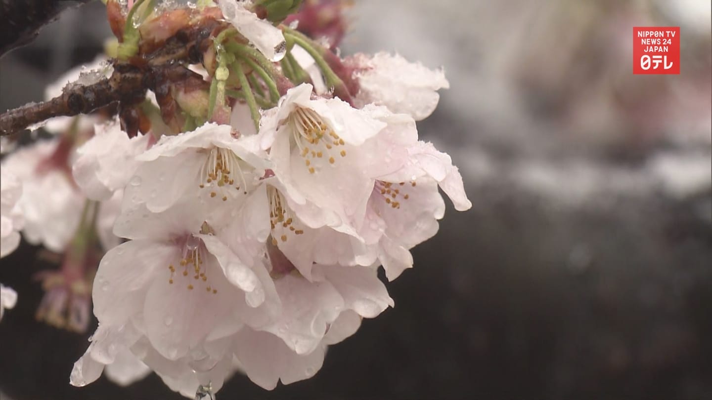 Snow-Covered Cherry Blossoms in Full Bloom