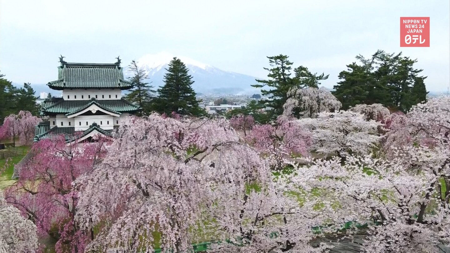 Aomori’s Hirosaki Park Reopens