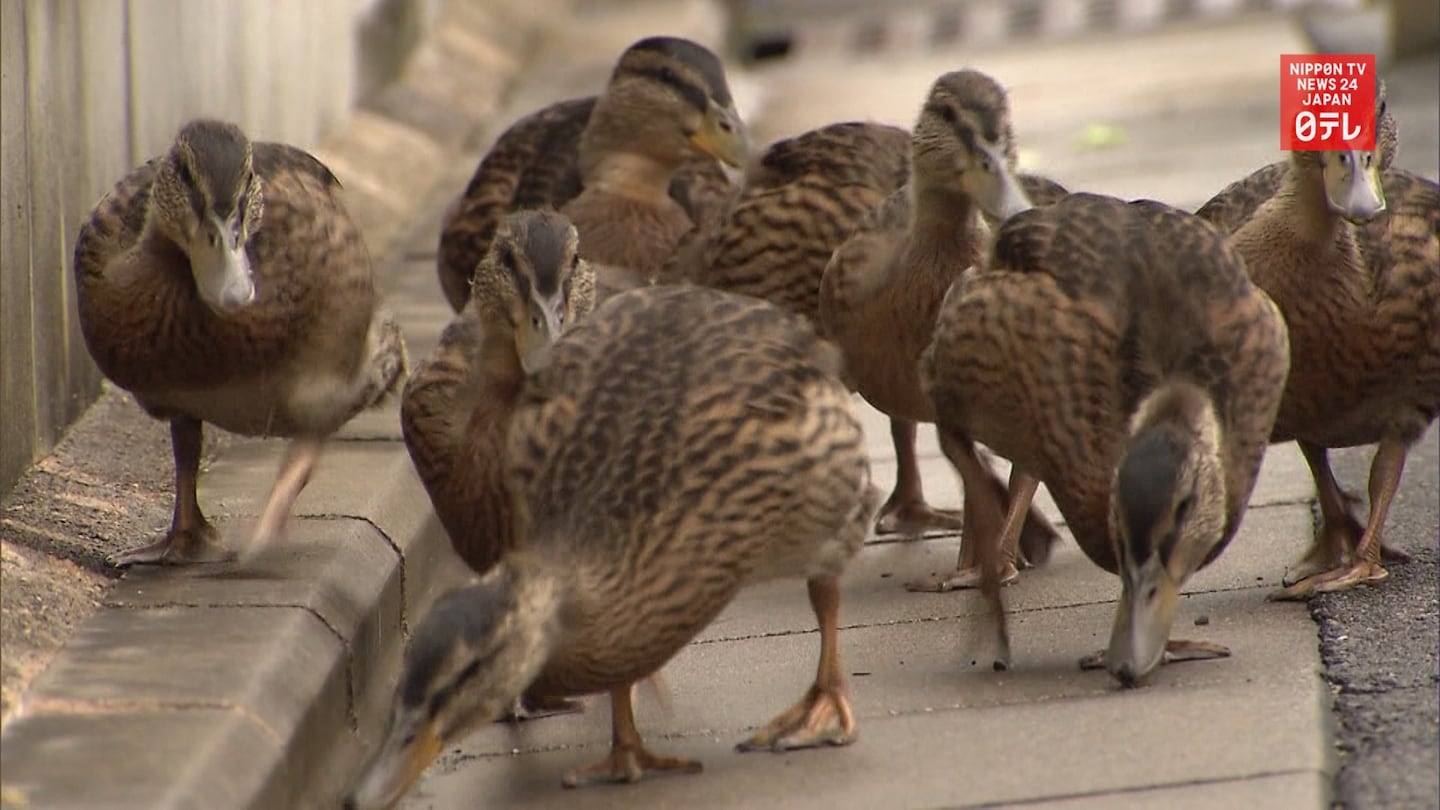 Kyoto Ducklings' Annual Temple to River Trip