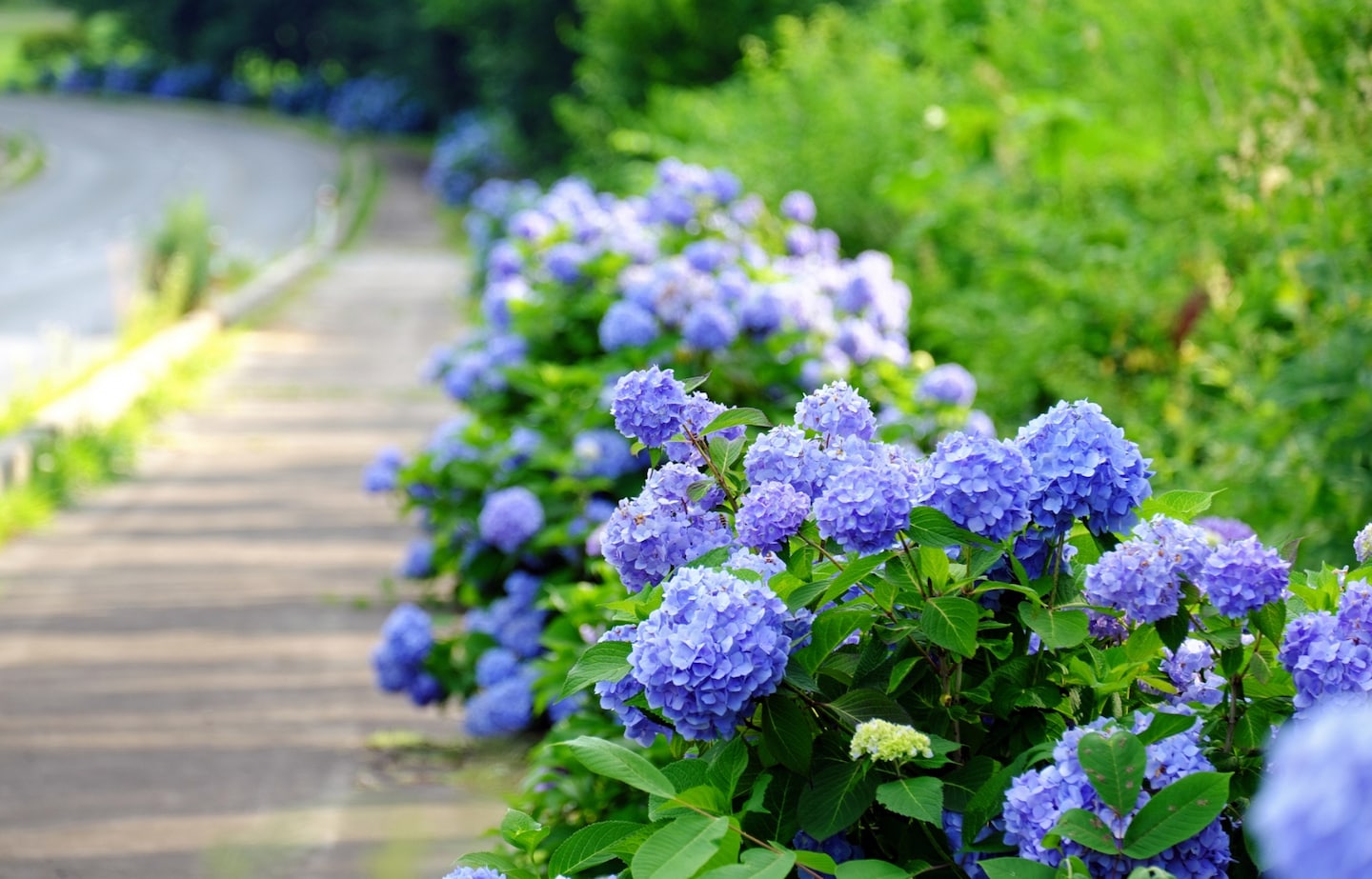 【日本歲時記】賞花兼長知識！六月梅雨季綻放的繡球花更顯嬌鮮欲滴