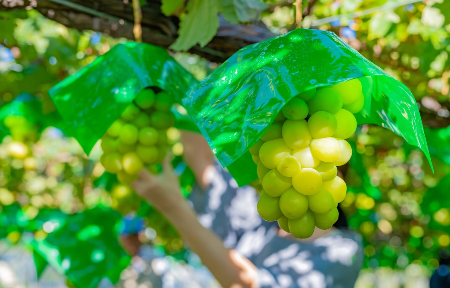 日本水果王國「山梨縣」夏季採果樂！酸甜好滋味的葡萄・櫻桃・水蜜桃