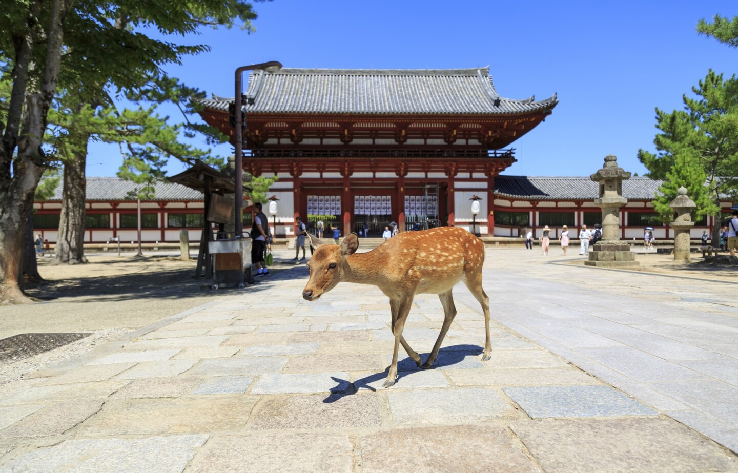 runAway to Todaiji Temple