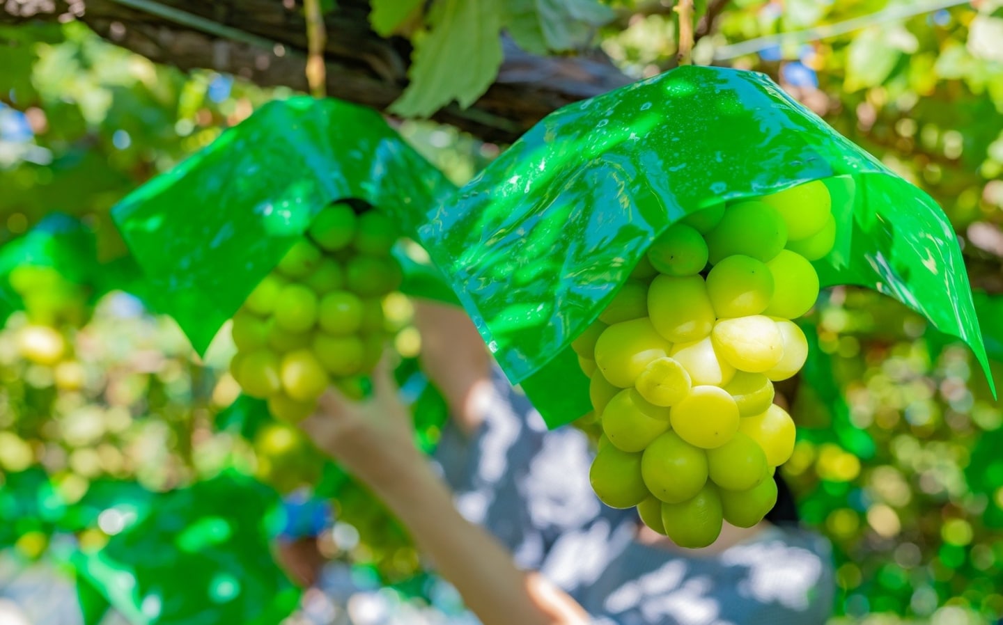 日本山梨：夏季水果超美味！葡萄・樱桃・水蜜桃边摘边吃根本停不下来（采摘园大全）