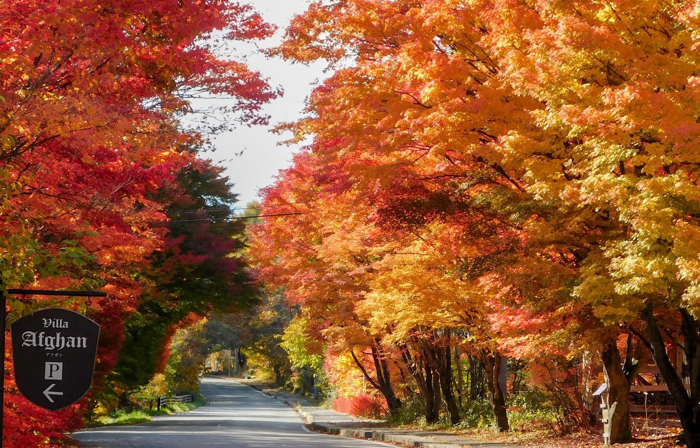 【日本山梨】秋日到八岳自駕賞紅葉拾秋栗