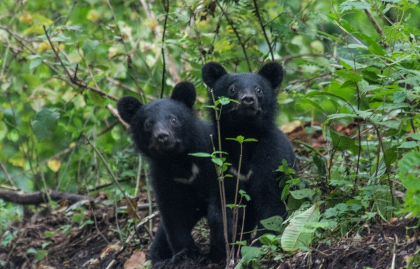 Bear Attacks in Japan: There Is A Solution