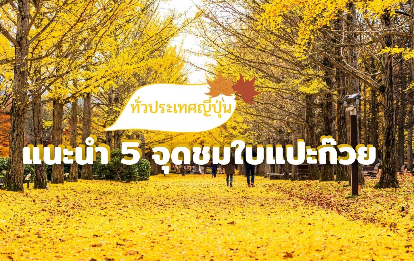 แนะนำ 5 จุดชมใบแปะก๊วยสีเหลืองอร่ามทั่วญี่ปุ่น