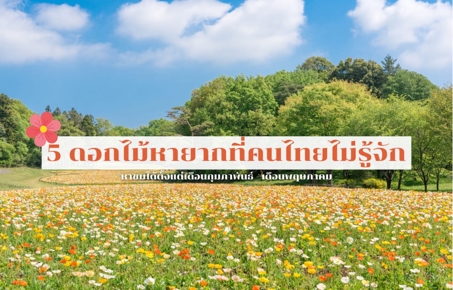 รวม 5 ดอกไม้สวยแปลกที่หาชมได้เฉพาะในญี่ปุ่น!