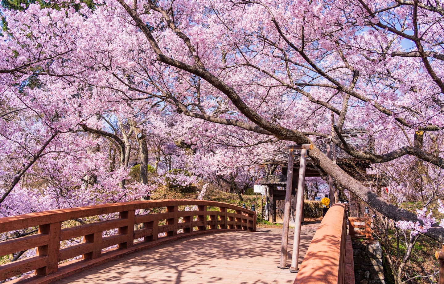 日本自由行：避开人潮，发现日本樱花季的私藏美景