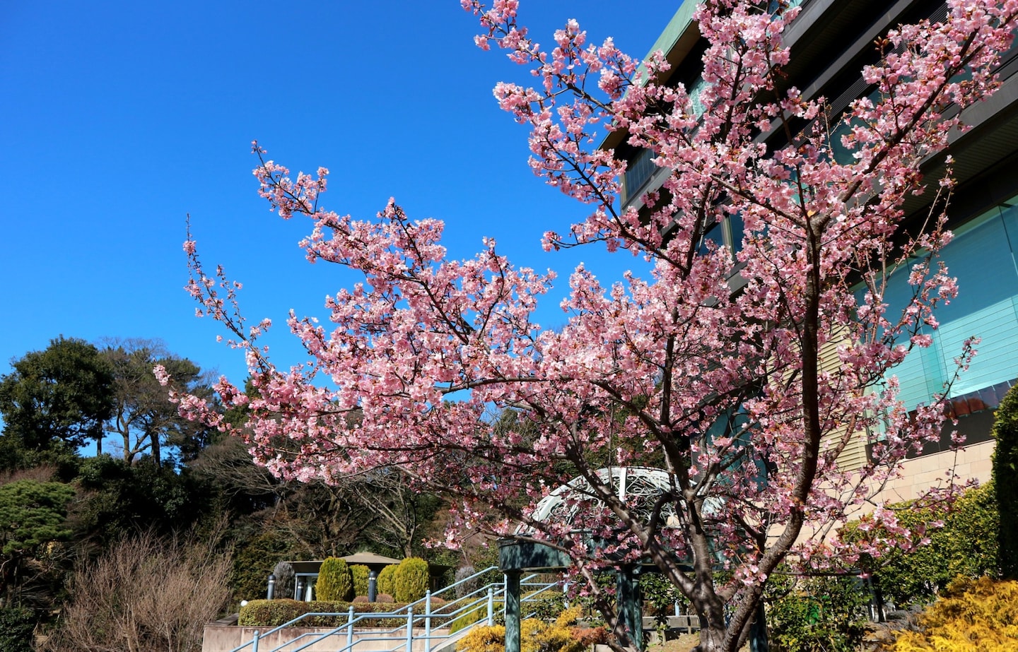 春日限定浪漫：东京赏樱酒店指南