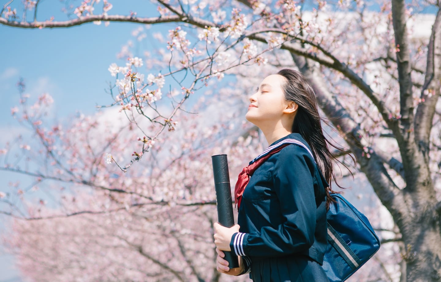 深度日本：毕业季正当时——樱花、纽扣与盛装告别