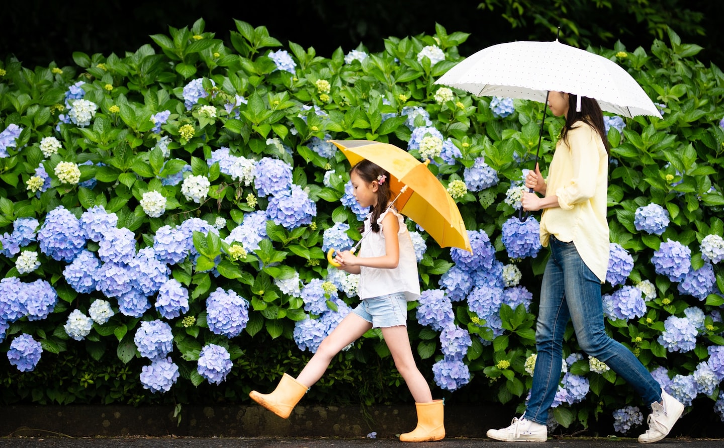 2025日本梅雨季超全攻略:从入梅时间预测到出行生活指南