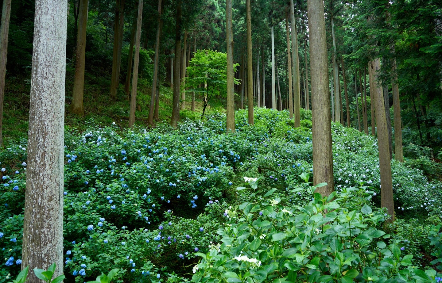 Uncharted Tokyo 1|Hydrangea Mountain: From a Dream to a Sustainable Natural Wonder