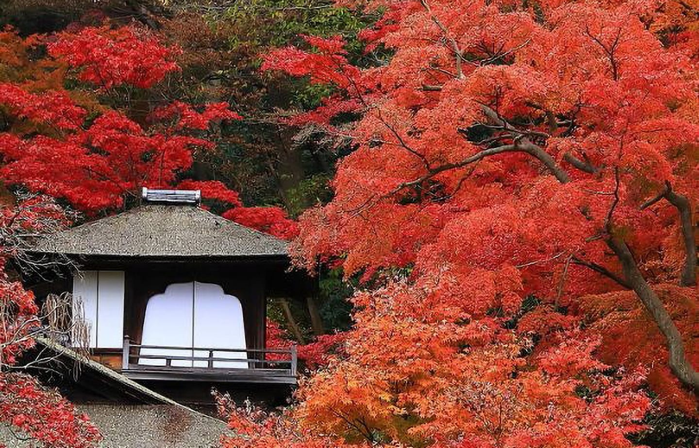 紅葉と文化が響き合う秋の庭 三溪園で「聴秋閣」奥の遊歩道を特別開放