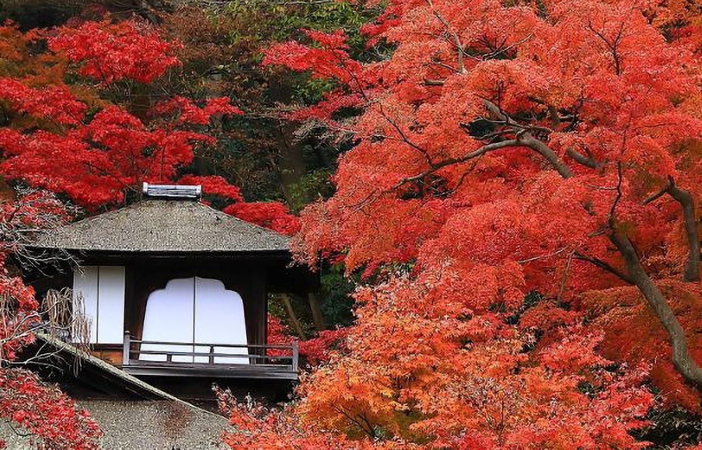 Autumn Colors and Culture: Special Seasonal Events at Sankeien Garden