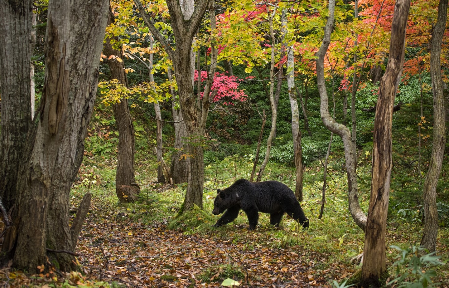 日本旅游必读：2025熊出没——从预防到自救全攻略