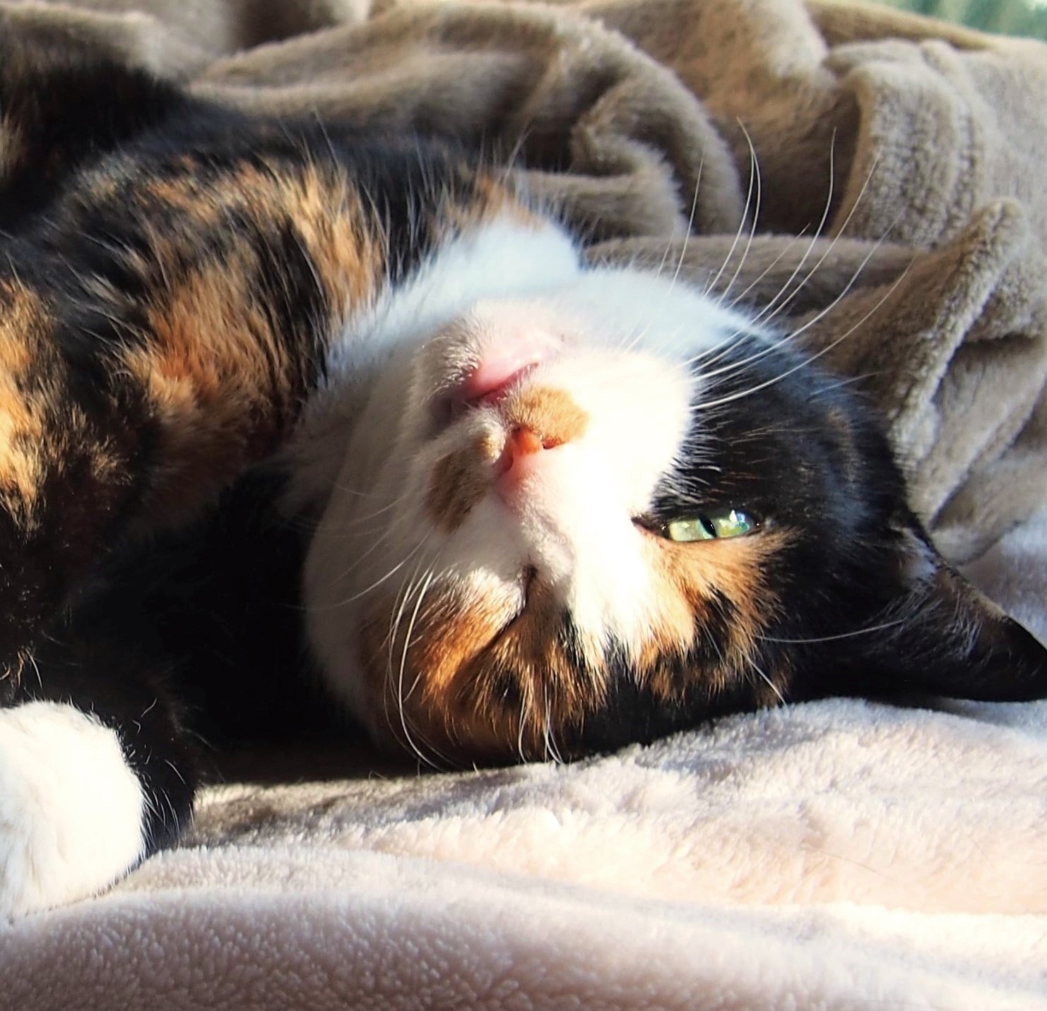 画像出典：『猫は奇跡』（佐竹茉莉子・著／辰巳出版）