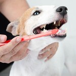 犬用歯磨きグッズのおすすめ人気ランキング15選｜歯ブラシや歯磨き粉、ケア用ガム、おもちゃも紹介！