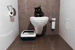 猫用トイレシートのおすすめ人気ランキング13選｜臭わないタイプや使い方も紹介