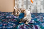 子猫用おもちゃのおすすめ人気ランキング19選｜一人遊びできるものやぬいぐるみも紹介