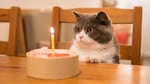 猫用ケーキのおすすめ人気ランキング6選｜無添加のおいしい商品などをご紹介！