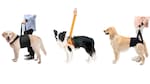 老犬用介護ハーネスのおすすめ人気ランキング9選｜後ろ足用や小型犬向けも紹介