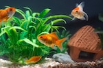 金魚の水草おすすめ人気ランキング10選｜レイアウトは自由自在！