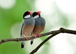 インコ・文鳥ケージのおすすめ人気ランキング16選｜セキセイインコや文鳥に適切な大きさもご紹介