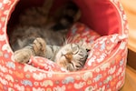 猫用ハウス・ベッドのおすすめ16選｜ドーム型などおしゃれでかわいい商品を紹介