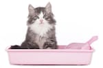 猫用トイレのおすすめ人気ランキング12選｜獣医師が消臭力など選ぶポイントを解説