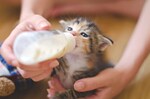 子猫のミルクはいつまで飲ませる？与え方やミルクの量を獣医師が解説！おすすめ商品も