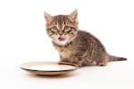 猫用ミルクのおすすめ人気ランキング14選｜子猫用や成猫のおやつ向けを紹介