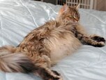 発情期の猫の鳴き声対処法 飼い猫の鳴き声をどうにかしたい方へ All About オールアバウト