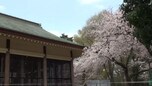 日本さくら名所100選の一つ「小金井公園」