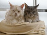 留守にしがちでも大丈夫 一人暮らしでの猫の飼い方 All About オールアバウト