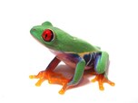 世界のカエルをご紹介 かわいいカエル図鑑 All About オールアバウト