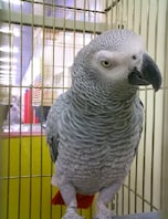 ヨウム ヨウム