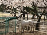 遅咲きの八重紅枝垂が咲き乱れる「JRA馬事公苑」