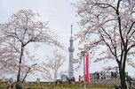 スカイツリーとの景色も素敵な「隅田公園」