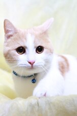 猫にはストレス 鈴付き首輪の注意点と嫌がる猫に付けるコツ All About オールアバウト