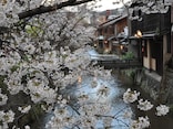 お花見は京都で！ 京都のオススメ桜スポット ベスト10
