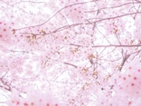春爛漫！美しすぎる桜の絵本ランキングBEST6