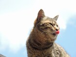 どうしたらいい？猫が風邪をひいた時の症状・原因・対処法まとめ｜All 