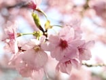 鎌倉の桜 お花見名所・穴場スポット10選【2018年版】