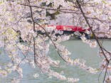 2017年に行きたい、東日本のおすすめお花見スポット20選