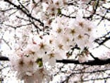 今年の桜は目黒川～お奨めレストラン情報～