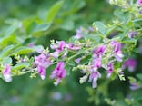 秋の七草の簡単な覚え方～歌と語呂合わせ「ハスキーなお袋」～