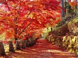 紅葉狩りの起源・豆知識…紅葉を狩ると言うのはなぜ？ 紅葉は鬼女⁉